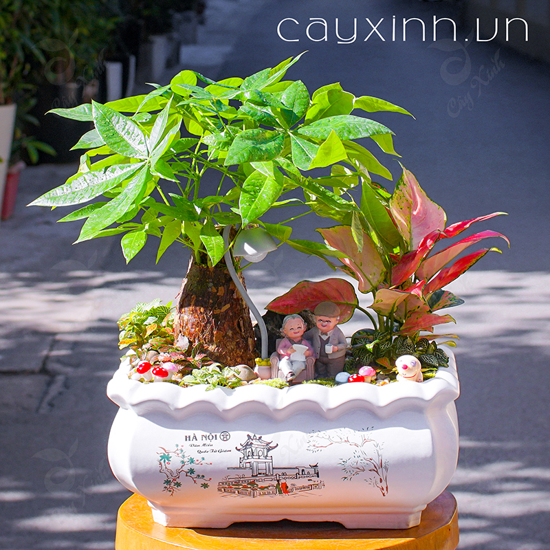 Cây phong thủy tuổi Dần