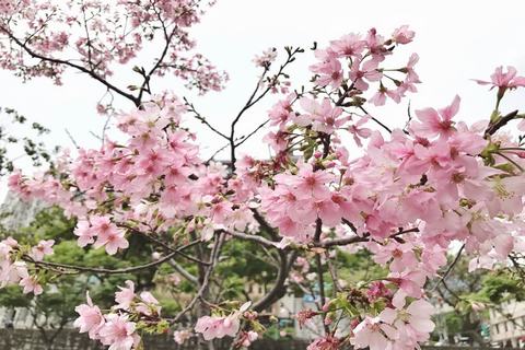 ĐIỂM DANH CÁC ĐỊA ĐIỂM NGẮM HOA ANH ĐÀO ĐẸP NHẤT TRÊN THẾ GIỚI