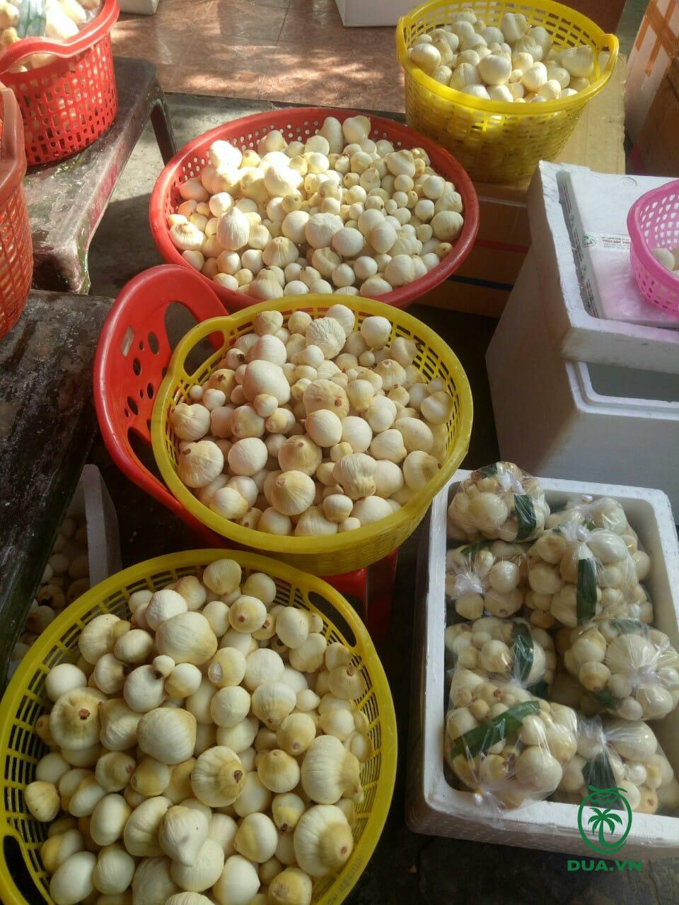 Bảng giá Mộng dừa đặc sản của Bến Tre