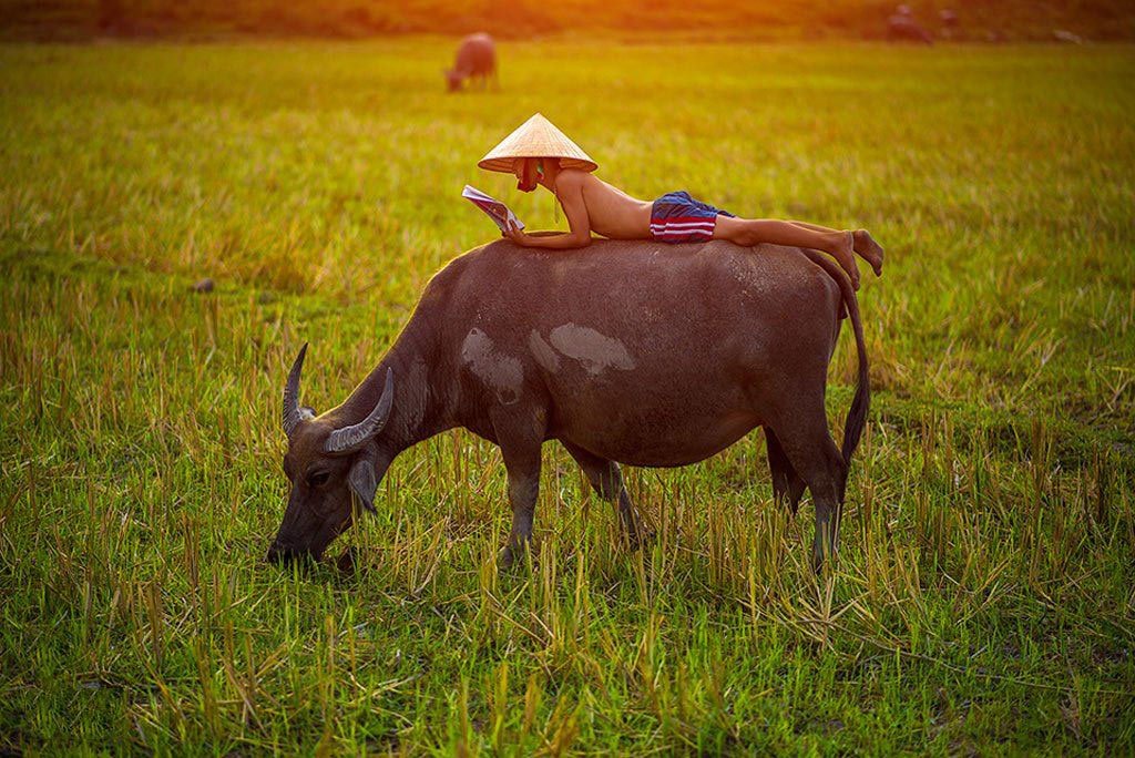 Khám phá thế giới động vật qua hình ảnh dành cho bé nhận biết