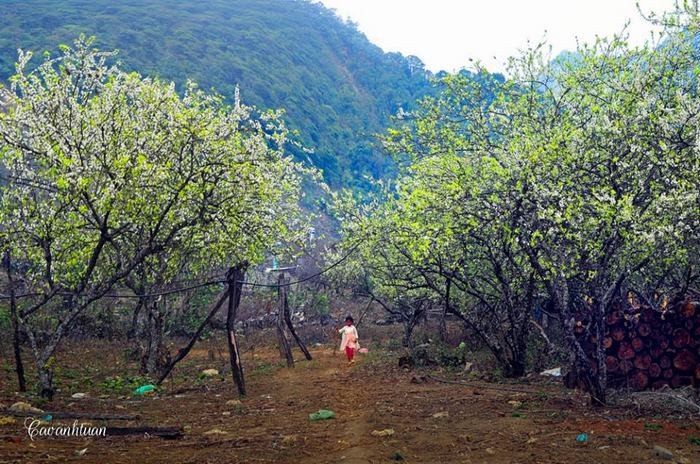 Thung lũng mận Nà Ka Mộc Châu - Thiên đường mận