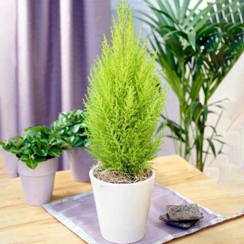 Tìm hiểu về cây sơn tùng – loại cây kiểng được yêu thích trong trang trí cảnh quan