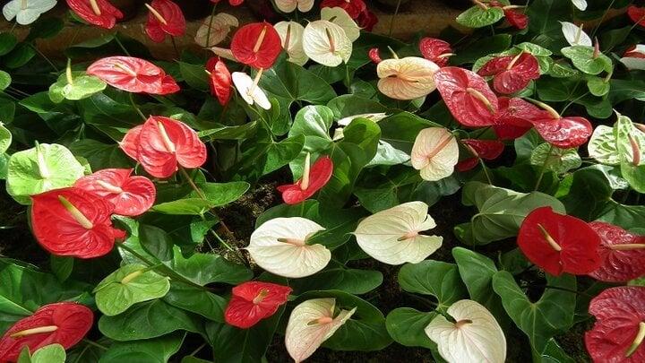 Ý nghĩa phong thủy của cây hồng môn?