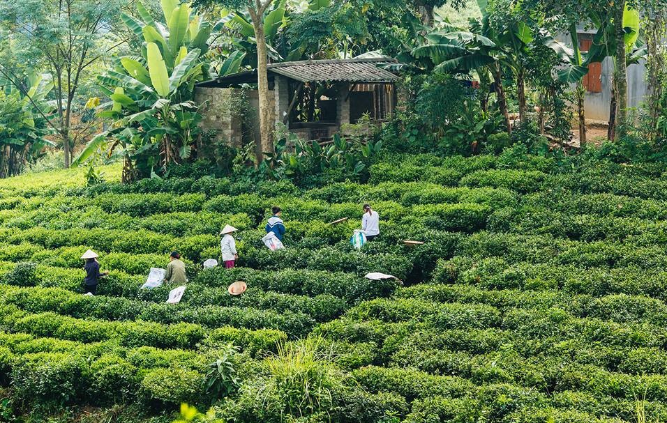 Review đồi chè Thái Nguyên tất tần tật từ A - Z cho du khách