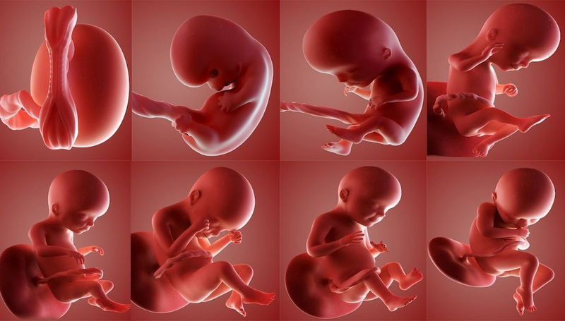 Dự đoán giới tính con yêu dựa trên hình ảnh bụng bầu qua từng tháng liệu có đúng?