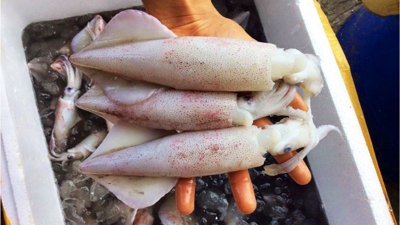 Cách bảo quản mực tươi khi có tủ lạnh và không tủ lạnh, bảo quản mực đi xa