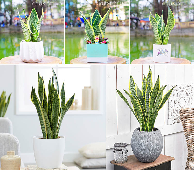 Cây phong thủy tuổi Dần