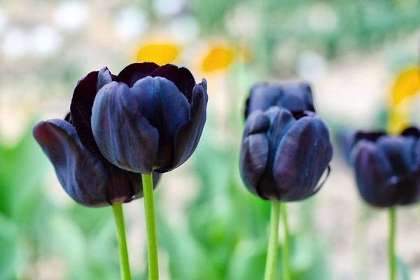 Ý nghĩa hoa Tulip vàng, đỏ, trắng, hồng, tím trong tình yêu và đời sống