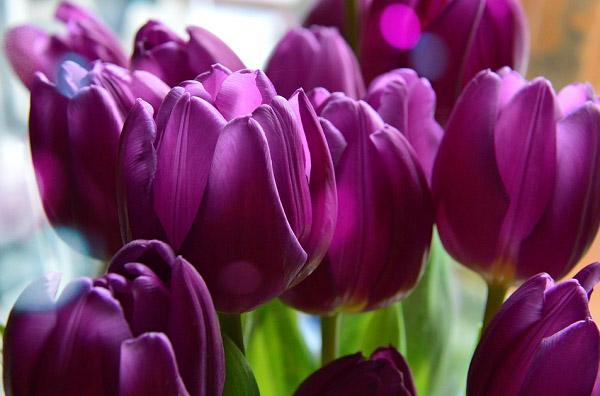 Ý nghĩa hoa Tulip vàng, đỏ, trắng, hồng, tím trong tình yêu và đời sống