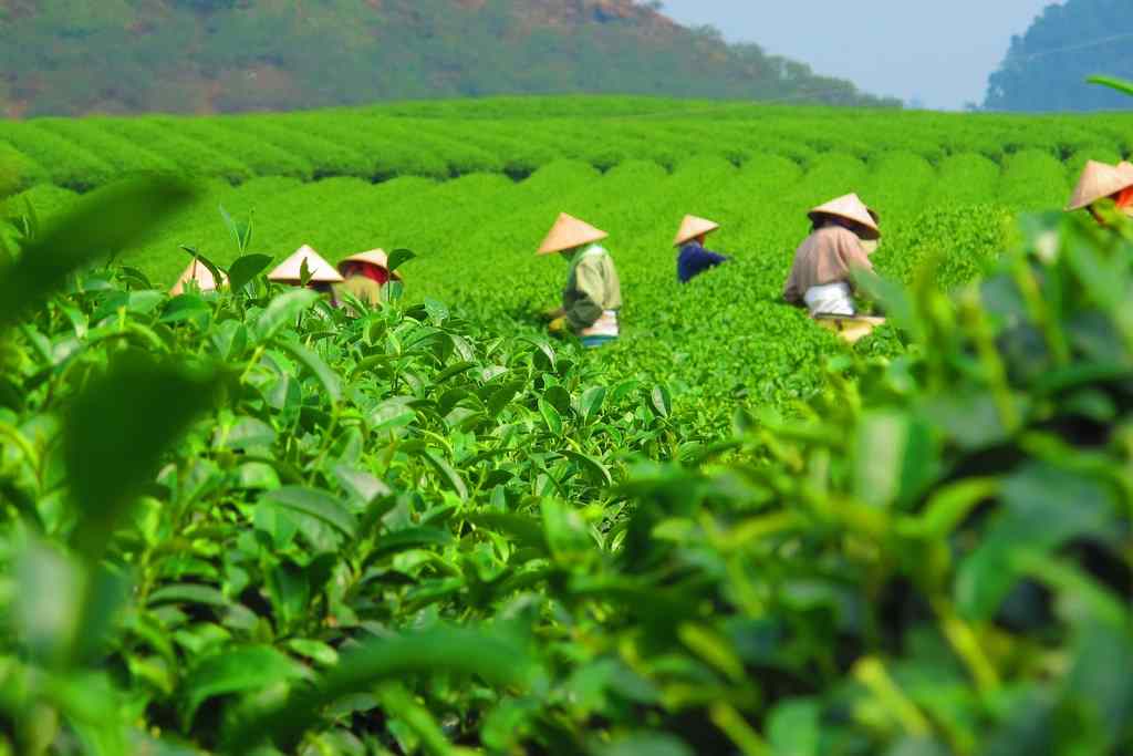 Review đồi chè Thái Nguyên tất tần tật từ A - Z cho du khách