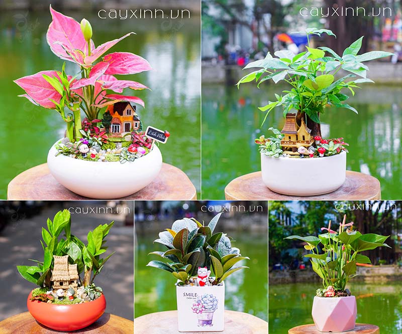 Cây phong thủy tuổi Dần