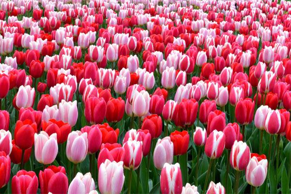 Ý nghĩa hoa Tulip vàng, đỏ, trắng, hồng, tím trong tình yêu và đời sống