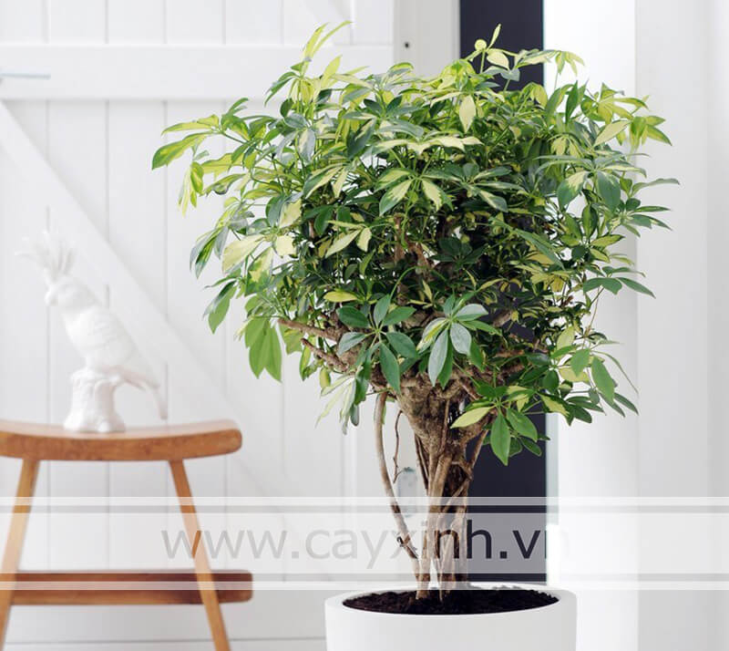 Cây phong thủy tuổi Dần