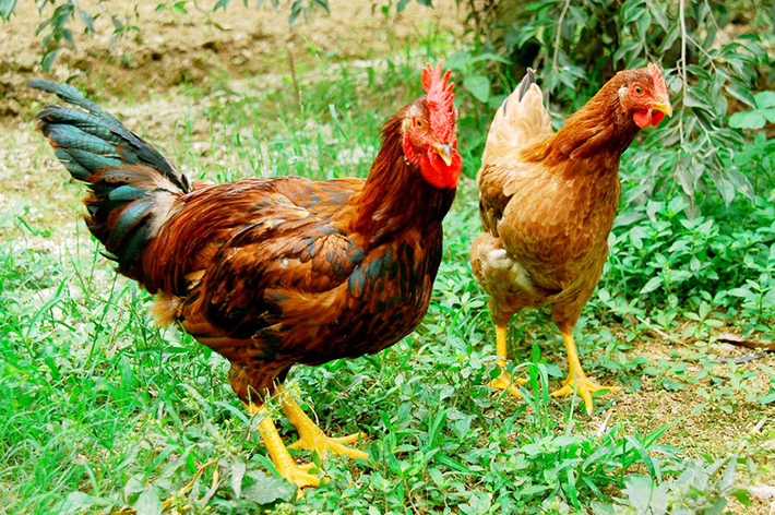 Đặc sản Bắc Giang có gì hấp dẫn ngoài vải thiều Lục Ngạn?