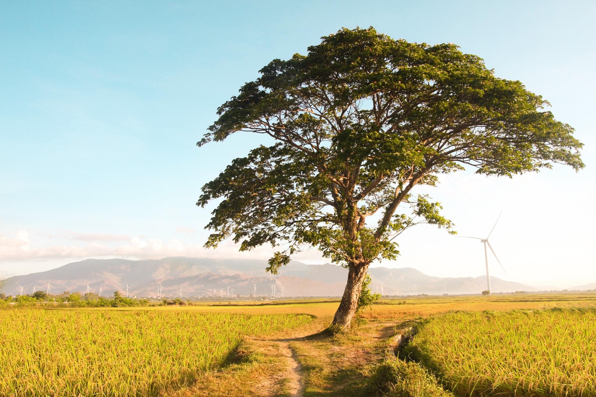 Bức tranh về vẻ đẹp của cây xanh
