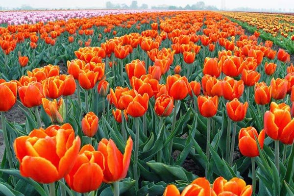 Ý nghĩa hoa Tulip vàng, đỏ, trắng, hồng, tím trong tình yêu và đời sống
