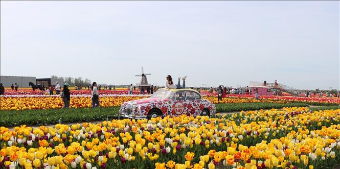 Rực rỡ những cánh đồng hoa tulip ở Hà Lan
