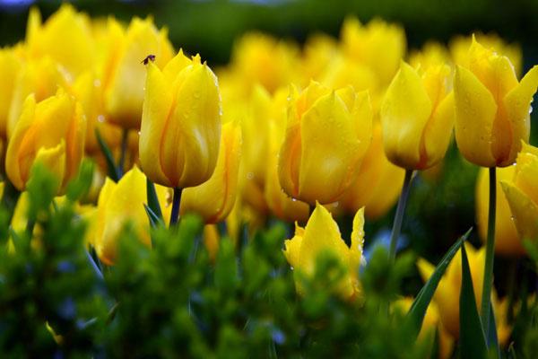 Ý nghĩa hoa Tulip vàng, đỏ, trắng, hồng, tím trong tình yêu và đời sống