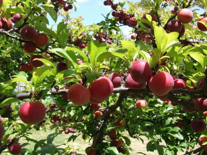 Thung lũng mận Nà Ka Mộc Châu - Thiên đường mận