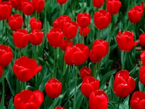 Ý nghĩa hoa Tulip vàng, đỏ, trắng, hồng, tím trong tình yêu và đời sống